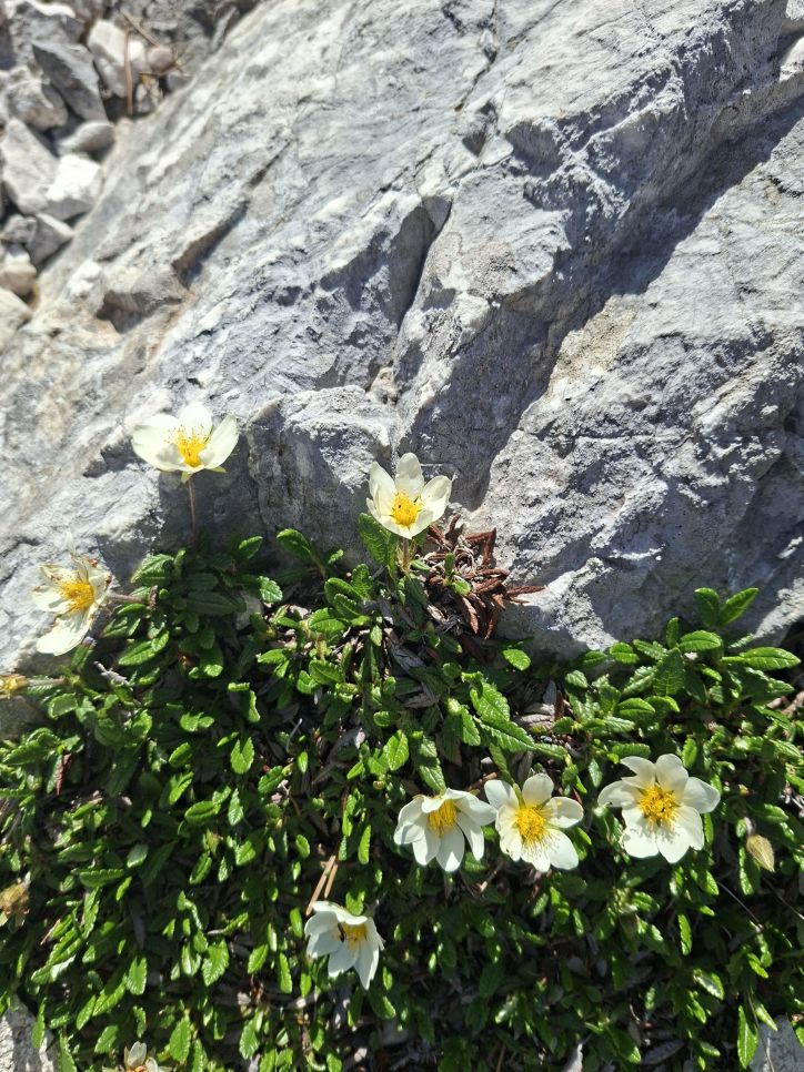 Kriški podi